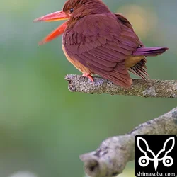 大きくあくび。^^