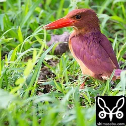 リュウキュウアカショウビン