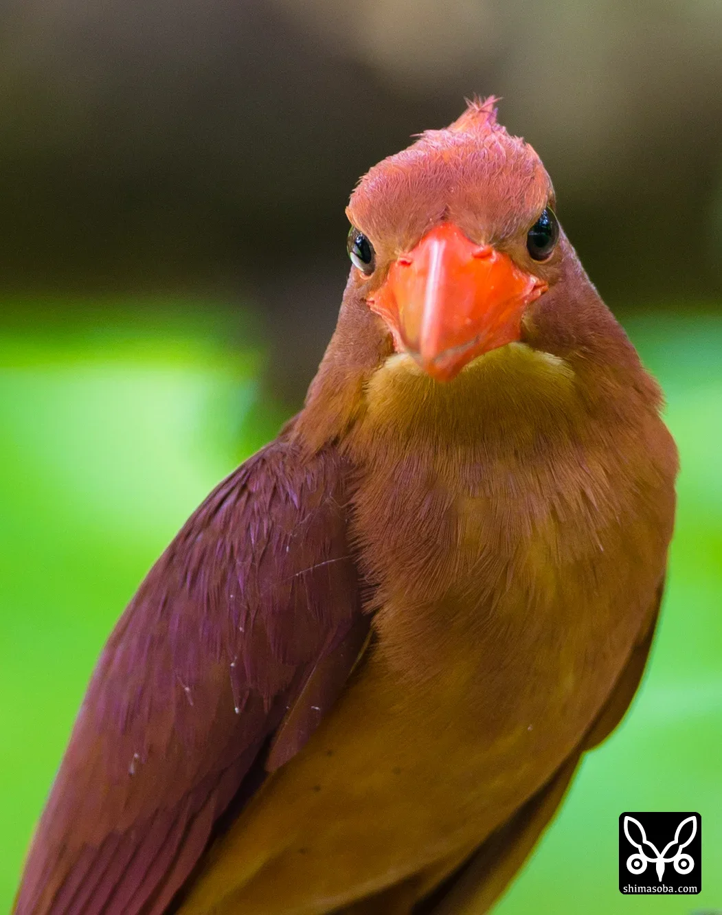 リュウキュウアカショウビン