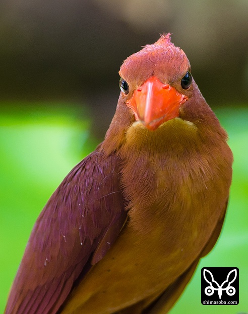 リュウキュウアカショウビン