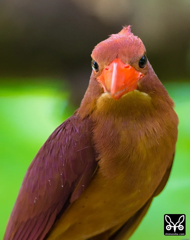 リュウキュウアカショウビン
