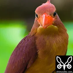 リュウキュウアカショウビン