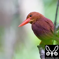 リュウキュウアカショウビン