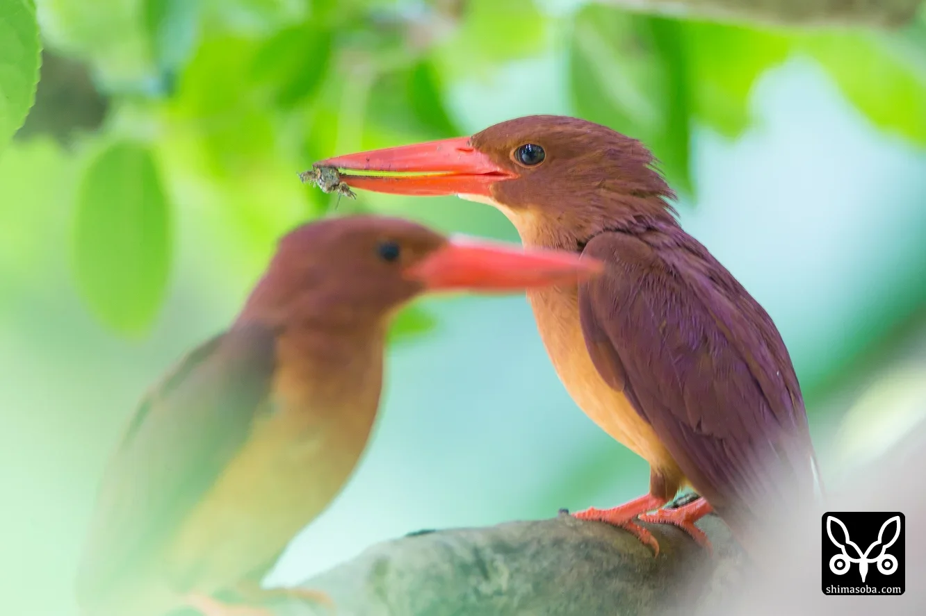 リュウキュウアカショウビン