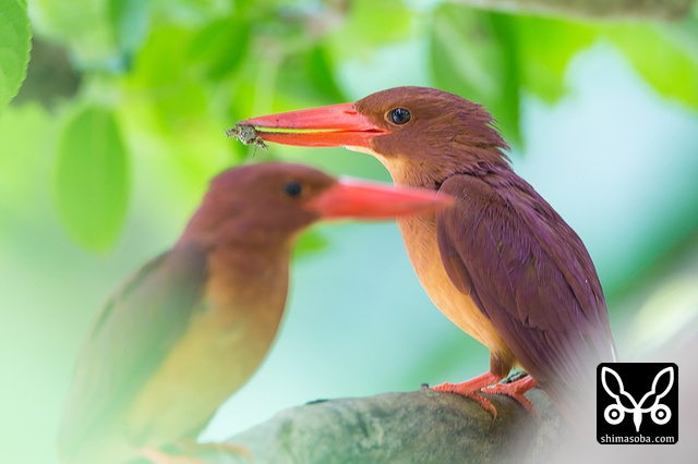 リュウキュウアカショウビン