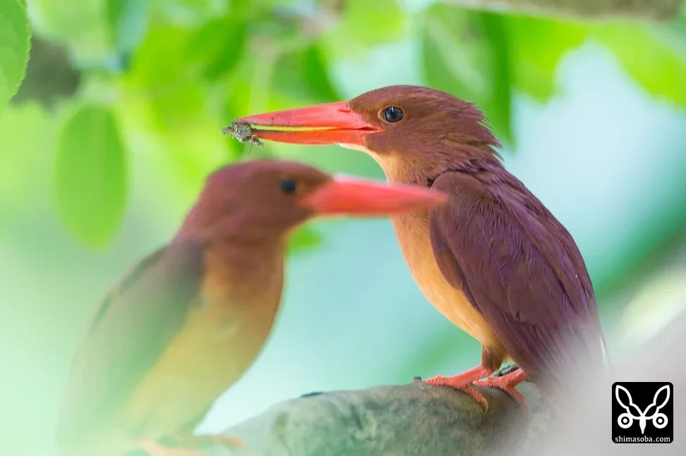 リュウキュウアカショウビン