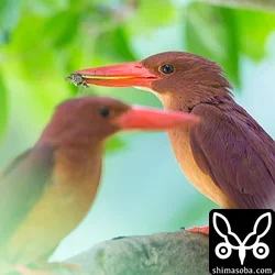 リュウキュウアカショウビン