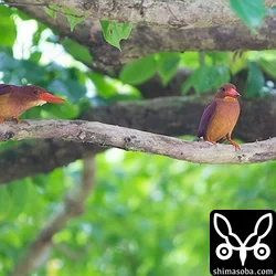 リュウキュウアカショウビン