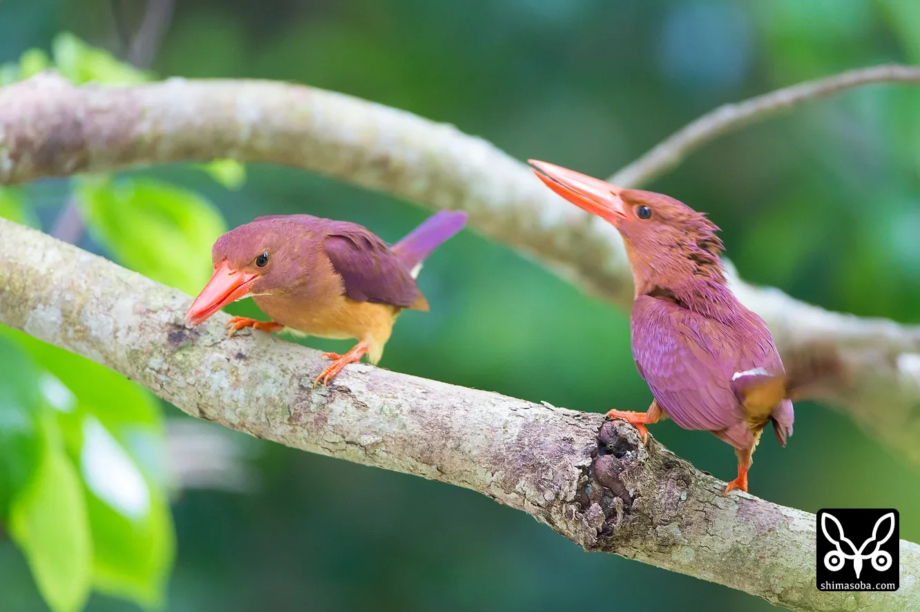 リュウキュウアカショウビン