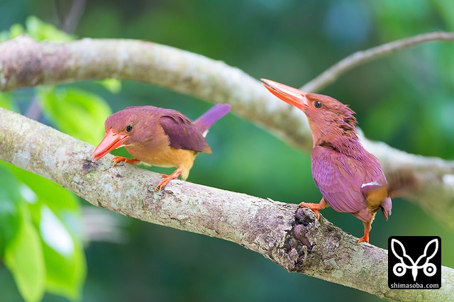 リュウキュウアカショウビン