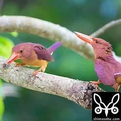 リュウキュウアカショウビン