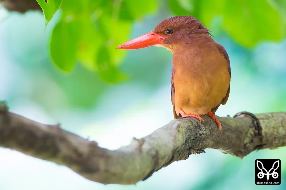 リュウキュウアカショウビン