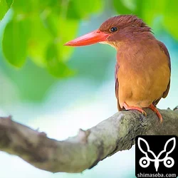 リュウキュウアカショウビン