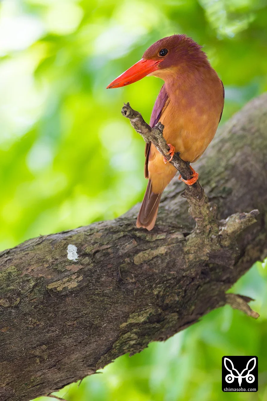 リュウキュウアカショウビン
