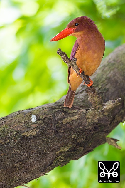 リュウキュウアカショウビン