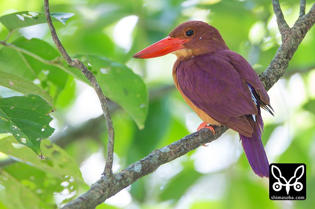 リュウキュウアカショウビン