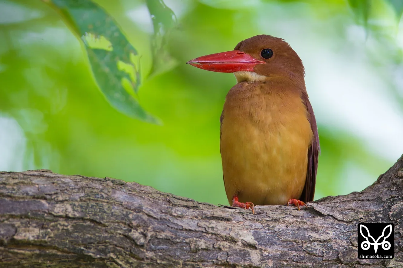 リュウキュウアカショウビン