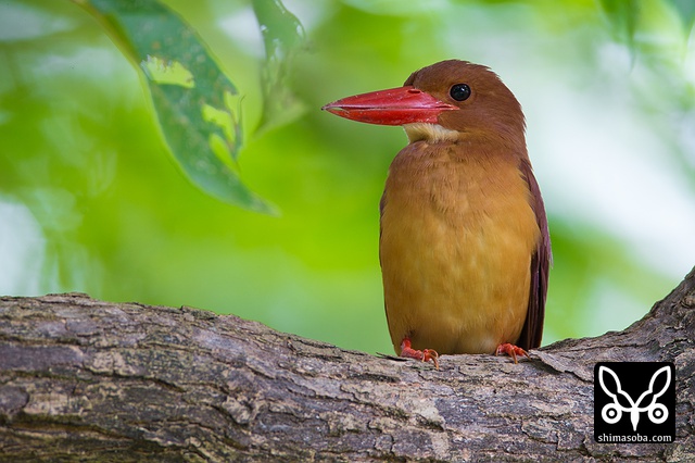 リュウキュウアカショウビン