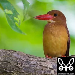 リュウキュウアカショウビン