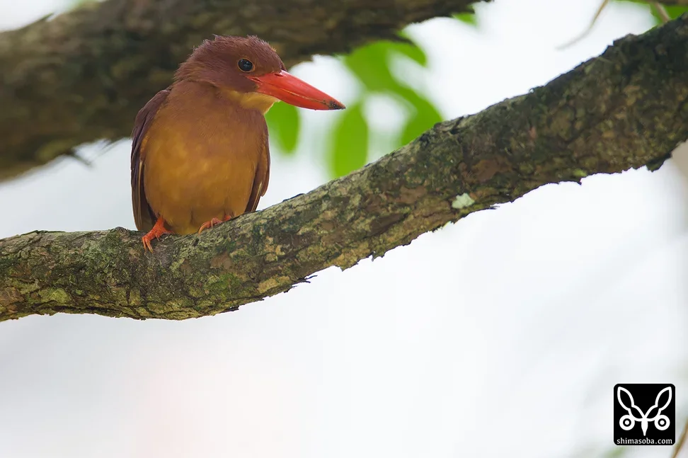 リュウキュウアカショウビン