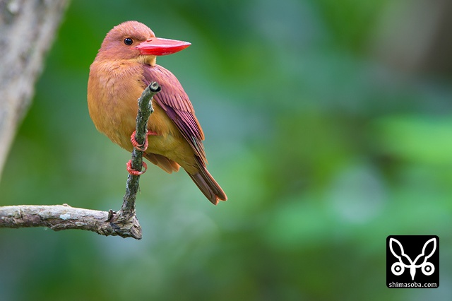 リュウキュウアカショウビン