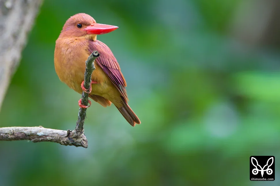 リュウキュウアカショウビン