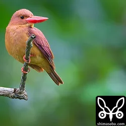 リュウキュウアカショウビン