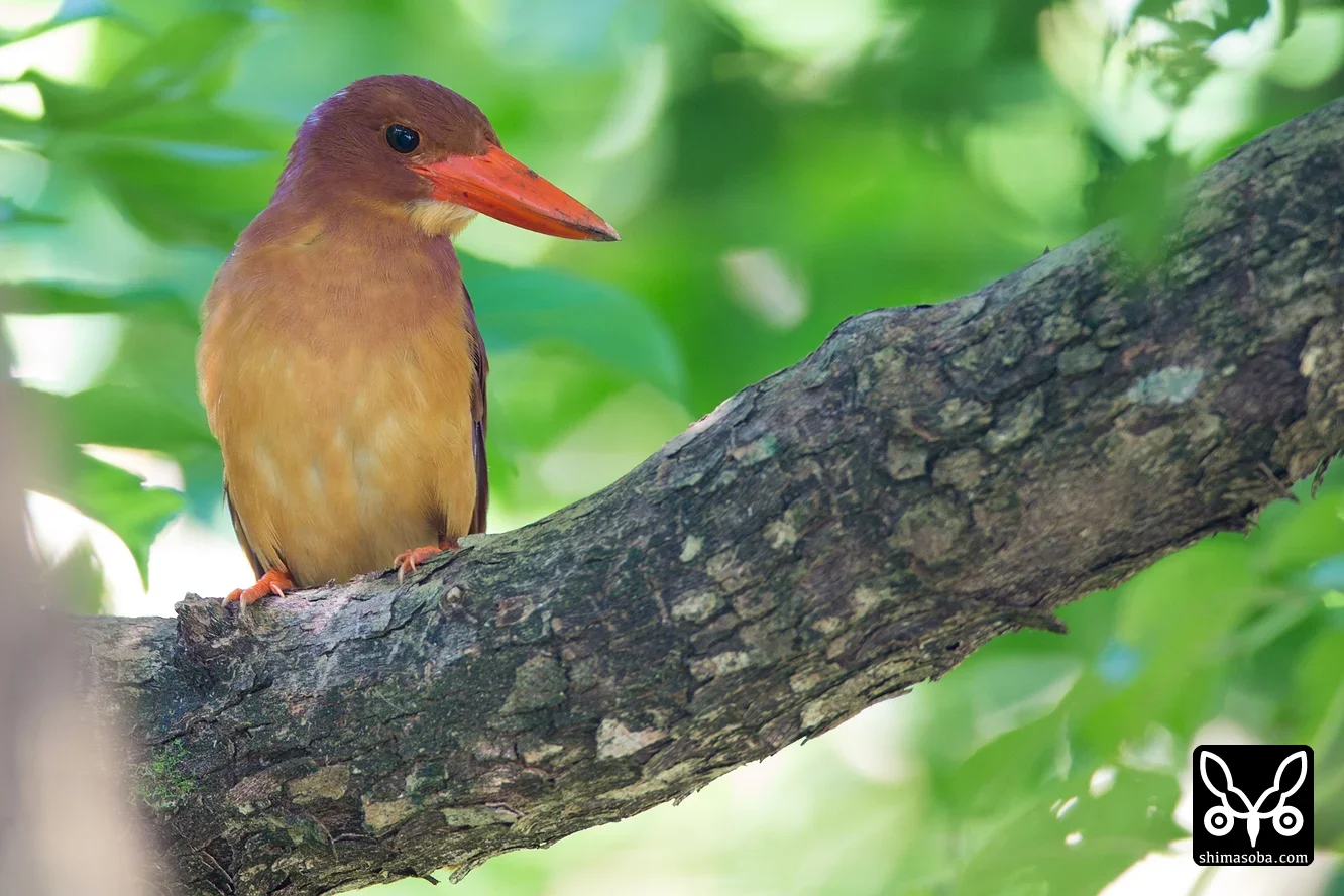 リュウキュウアカショウビン