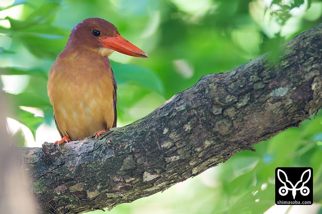 リュウキュウアカショウビン