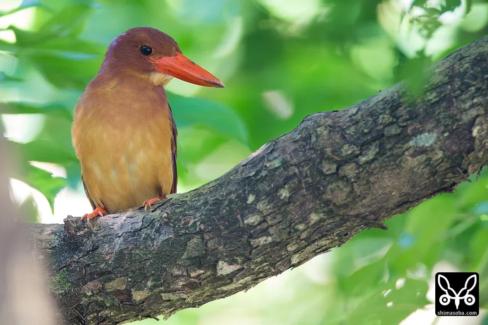 リュウキュウアカショウビン