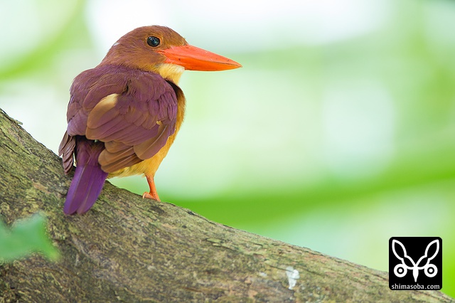 リュウキュウアカショウビン