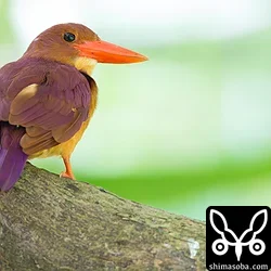 リュウキュウアカショウビン
