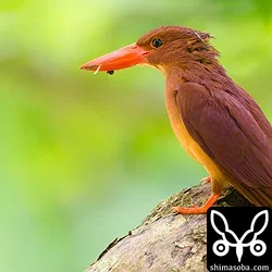 リュウキュウアカショウビン
