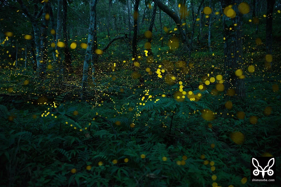 ホタル(ヤエヤマボタル・キイロスジボタル)