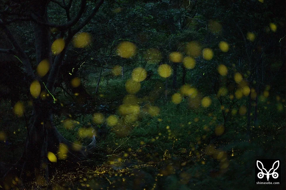 ホタル(ヤエヤマボタル・キイロスジボタル)