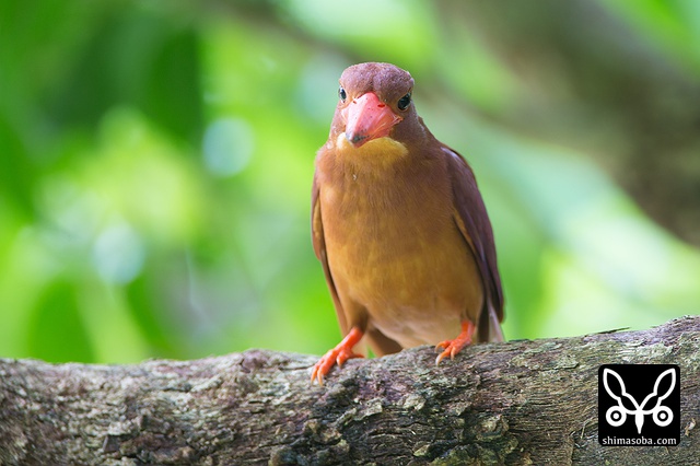 リュウキュウアカショウビン