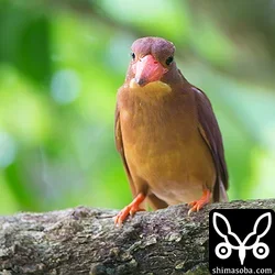 リュウキュウアカショウビン