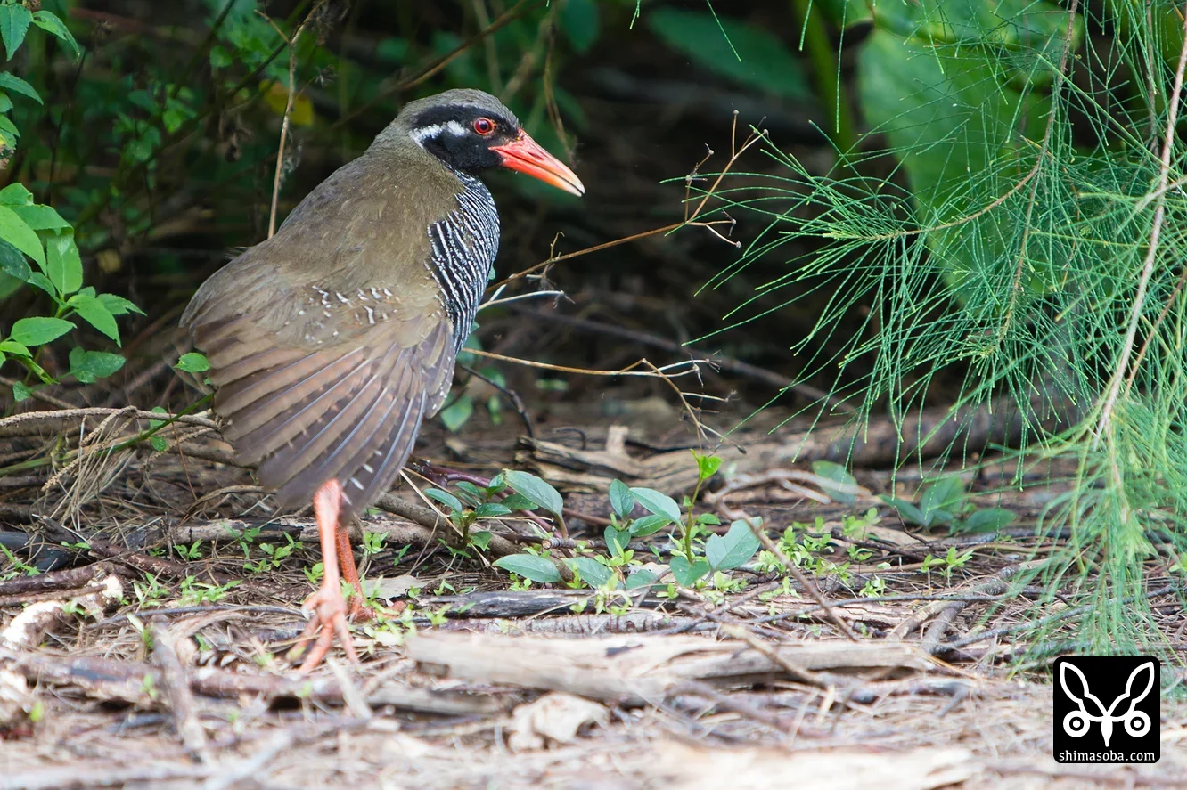 ヤンバルクイナ