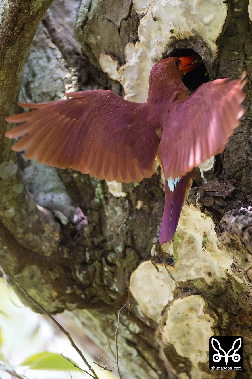 リュウキュウアカショウビン