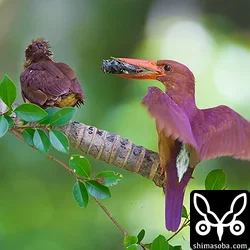 リュウキュウアカショウビン