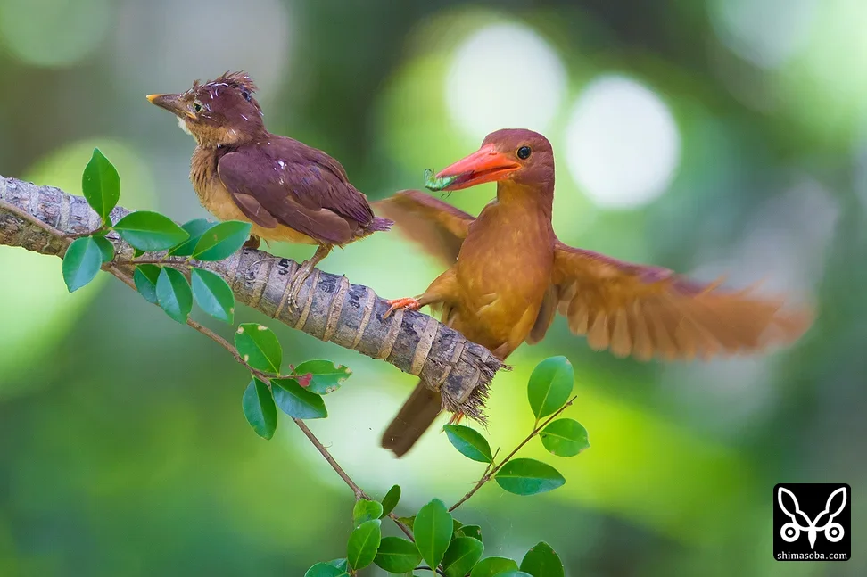 リュウキュウアカショウビン