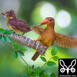 リュウキュウアカショウビン
