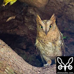 リュウキュウコノハズク営巣