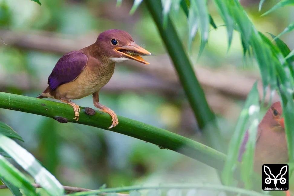 リュウキュウアカショウビン