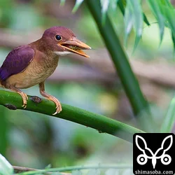 リュウキュウアカショウビン