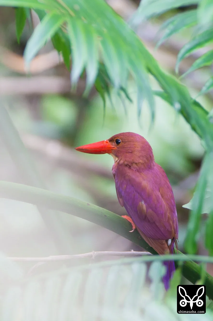 リュウキュウアカショウビン