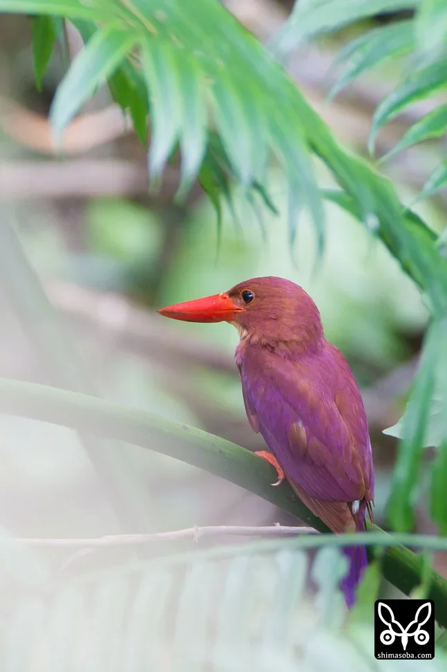 リュウキュウアカショウビン