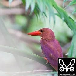 リュウキュウアカショウビン