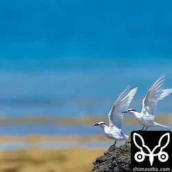 エリグロアジサシのペア