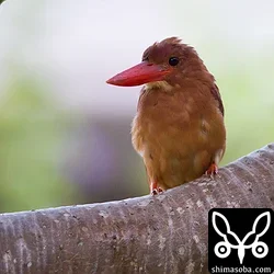 リュウキュウアカショウビン